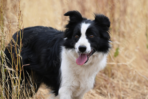 a beautiful border colle in the field
