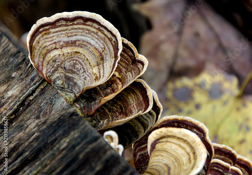 Obraz na plátně False turkey tail, stereum ostrea, on a decaying log showing front and underside