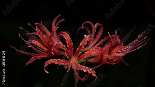 Tokyo,Japan - September 16, 2026: Closeup of Red spider lily or Lycoris radiata  in the rain at dawn
