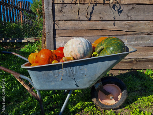 Wheelbarrow filled with various pumpkins and gourds resting against a wooden fence in a garden setting, showcasing autumn harvest produce