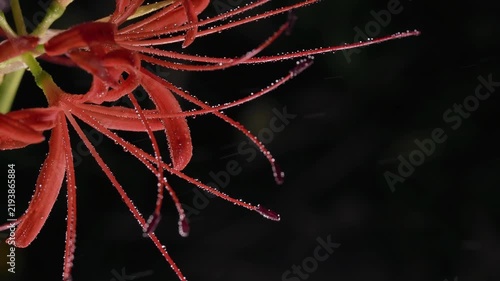 Tokyo,Japan - September 16, 2026: Closeup of Red spider lily or Lycoris radiata  in the rain at dawn
