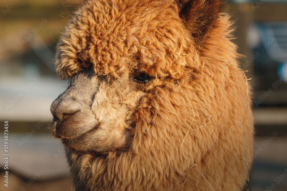 Fototapeta premium Brown Alpaca in warm evening light, Bulkington Warwickshire rural livestock portrait series 2026