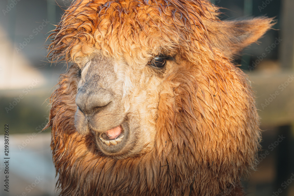 Fototapeta premium Brown Alpaca in warm evening light, Bulkington Warwickshire rural livestock portrait series 2026