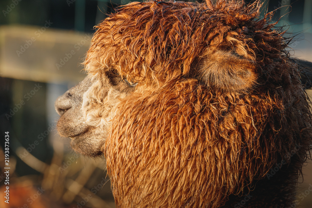 Obraz premium Brown Alpaca in warm evening light, Bulkington Warwickshire rural livestock portrait series 2026