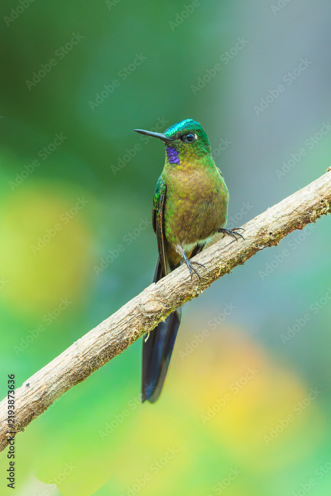 Obraz premium Violet-tailed Sylph hummingbird perched on a vibrant green leaf in the cloud forest of Ecuador, showcasing its long tail and sparkling plumage.