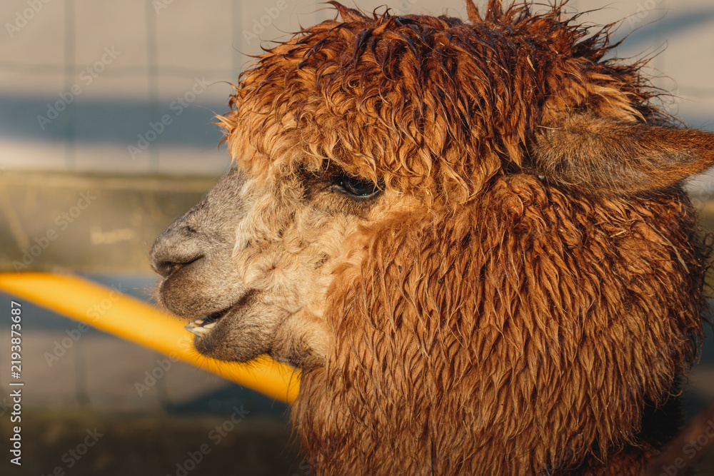Obraz premium Brown Alpaca in warm evening light, Bulkington Warwickshire rural livestock portrait series 2026