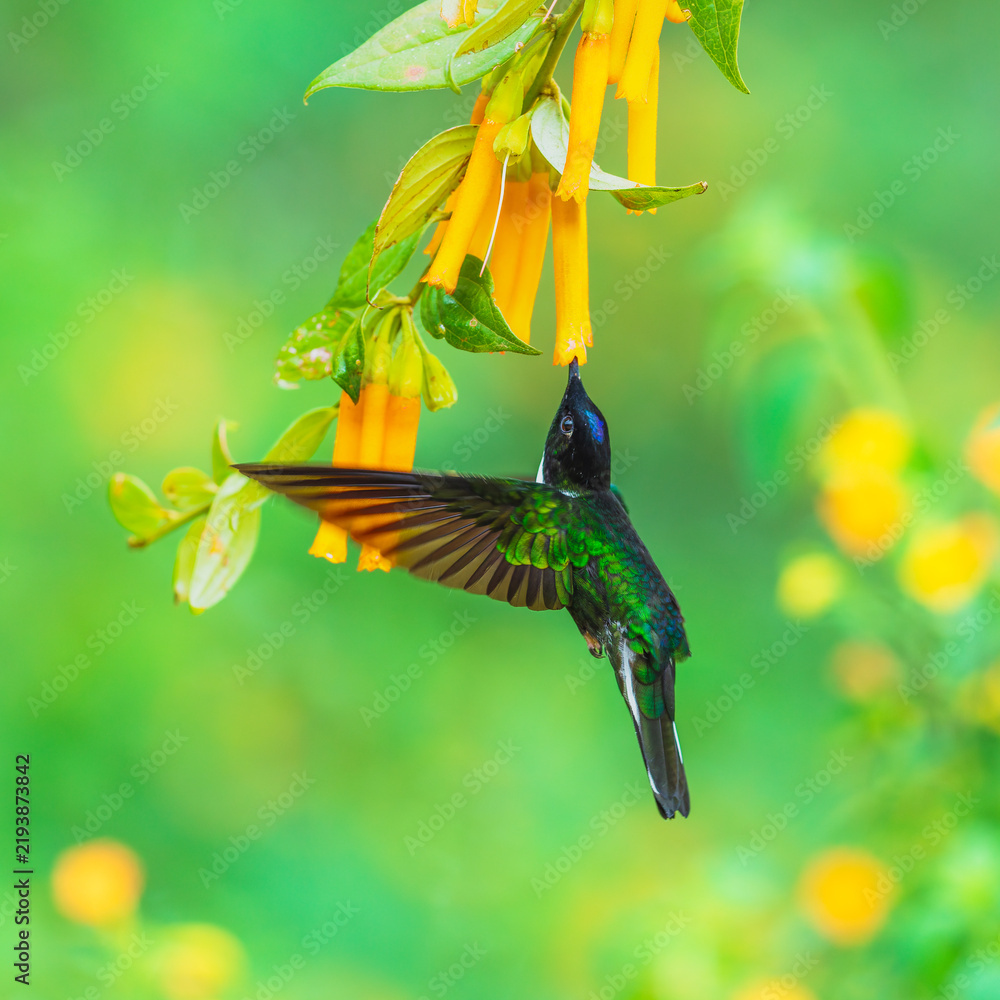 Obraz premium Collared Inca hummingbird hovering while feeding on nectar from vibrant orange tubular flowers in the cloud forest of Ecuador.