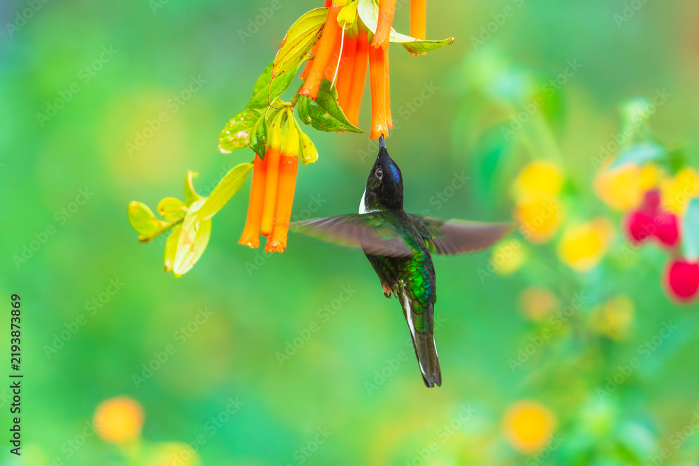 Fototapeta premium Collared Inca hummingbird hovering while feeding on nectar from vibrant orange tubular flowers in the cloud forest of Ecuador.
