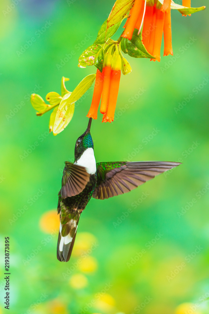 Obraz premium Collared Inca hummingbird hovering while feeding on nectar from vibrant orange tubular flowers in the cloud forest of Ecuador.