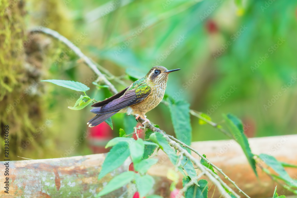 Obraz premium Speckled Hummingbird perched on a mossy branch in the lush cloud forest of Ecuador, highlighting its distinctive speckled plumage and straight bill.