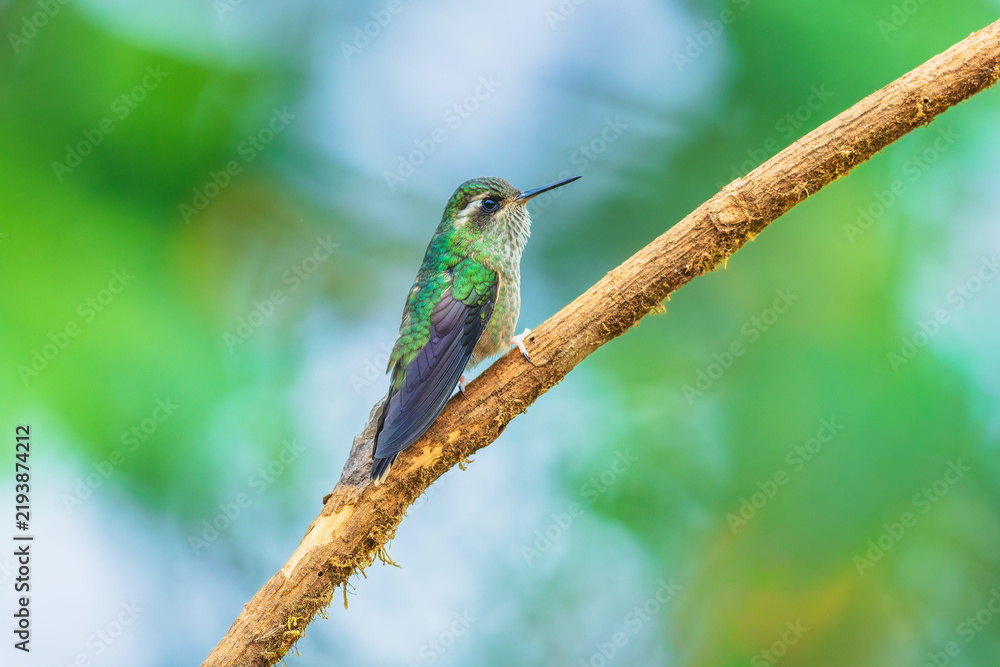 Obraz premium Speckled Hummingbird perched on a mossy branch in the lush cloud forest of Ecuador, highlighting its distinctive speckled plumage and straight bill.