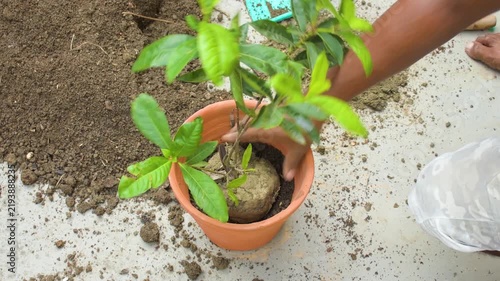 Gardener Gently Caring for a Small Plant in a Clay Pot