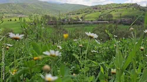 Vibrant white daisies and yellow wildflowers bloom in sharp focus across a lush green meadow, with distant houses and rolling green hills fading softly behind.
📍 Dorud, Sarvabad, Kurdistan 