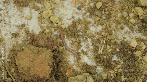 Macro Close Up of Earthworm and Dark Invertebrate Crawling on Concrete