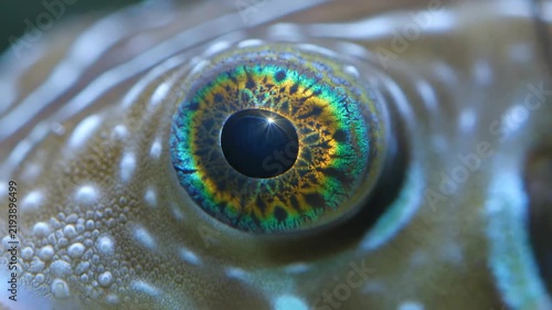 Extreme macro shot of iridescent green and gold pufferfish eye under direct illumination