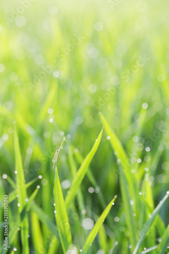 Quadro su tela Close-up view of lush green grass blades glistening with clear dew drops under soft morning sunlight, creating a fresh natural scene