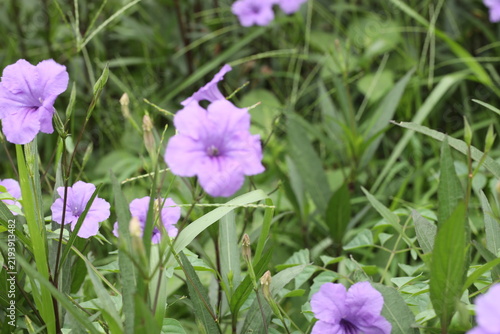 Beautiful Mexican petunia flowers growing by a white wall. Ruellia simplex purple flowers in a lush garden bed. Blooming purple wild petunia bushes in outdoor park landscaping. Field of violet.