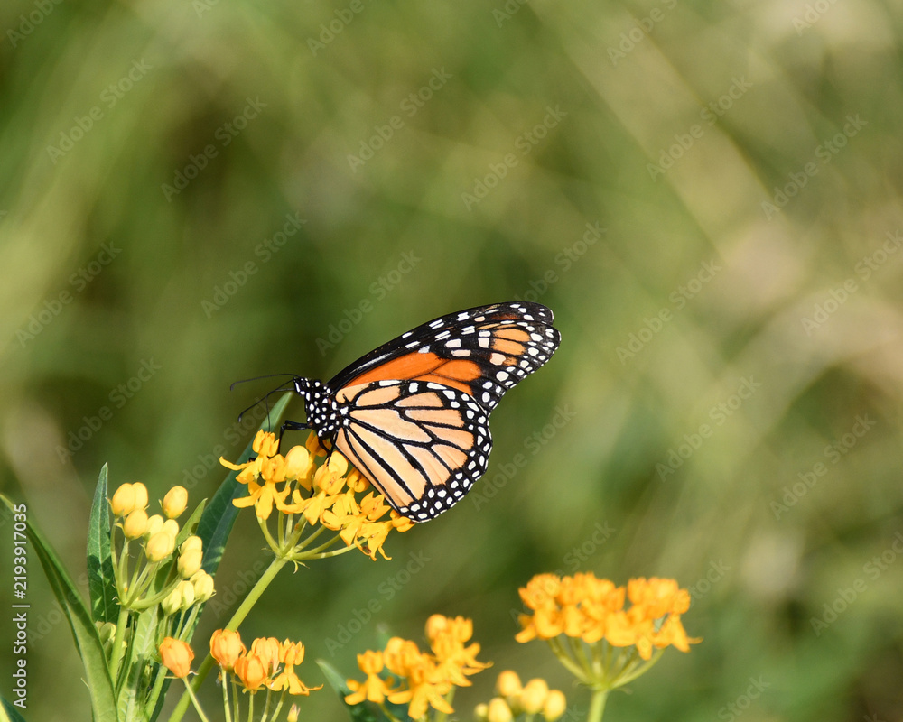 Obraz premium Monarch on Milkweed With Copy Space