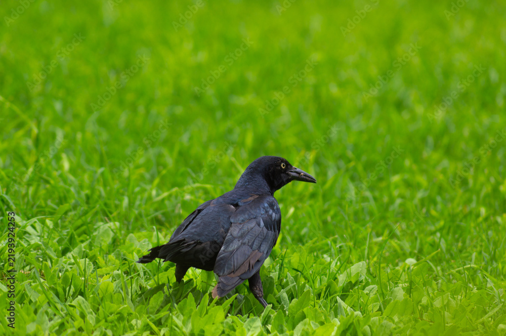 Obraz premium The great-tailed grackle or Mexican grackle is a medium-sized, highly social passerine bird native to North and South America.