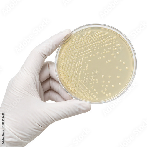 Obraz na płótnie Gloved laboratory hand holding a Petri dish with cream-colored bacterial colonies growing on nutrient agar, isolated against a clean white background
