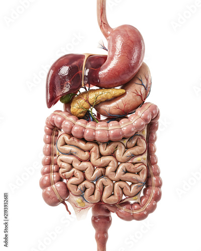 Bild auf Leinwand Anatomical 3d model of human digestive system with pancreas and gallbladder sola