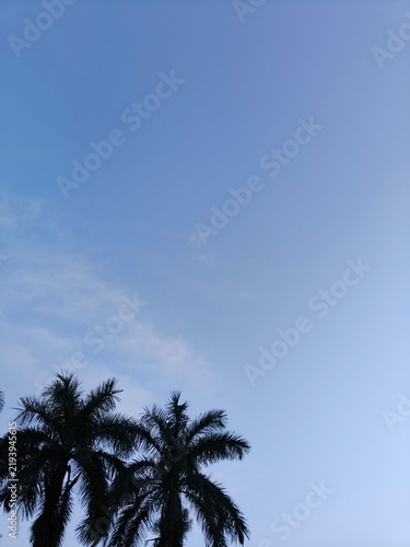 palm trees against blue sky