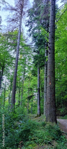 footpath in the woods