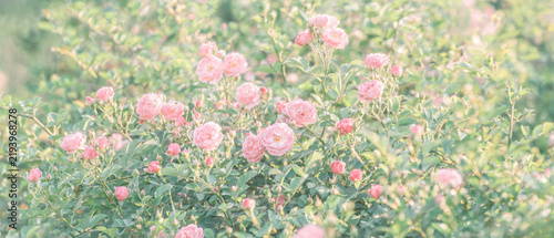Soft focus light pink roses and green foliage in a dreamy garden
