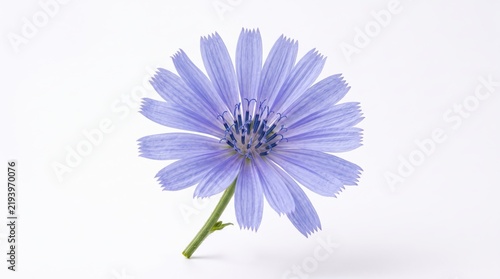 Single beautiful purple chicory flower blooming on a thin green stem