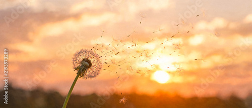 Obraz na plátně Dandelion seeds blowing in wind against beautiful sunset sky