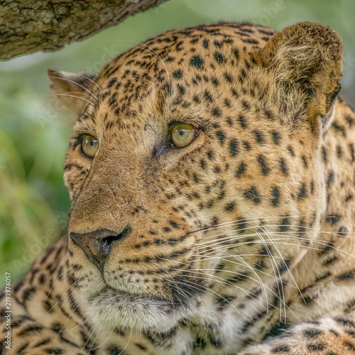 Photography Leopard full face portrait - Tanzania
