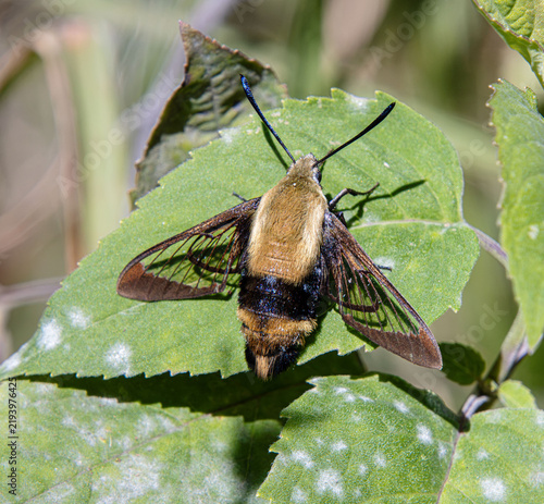 Snowberry Clearwing Moth Hemaris diffinis sitting on leaf closeup