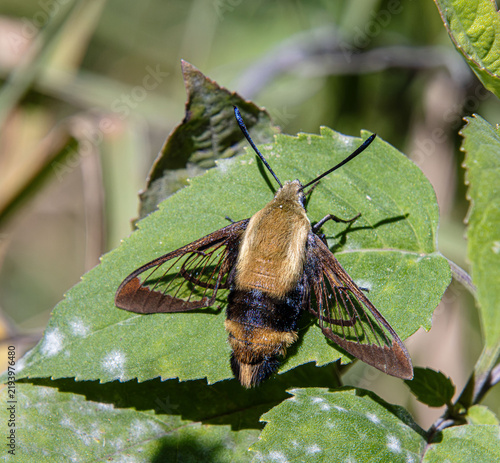 Snowberry Clearwing Moth Hemaris diffinis sitting on leaf closeup