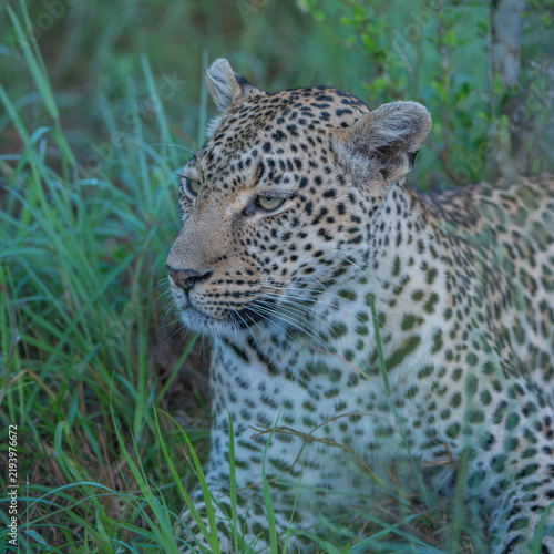 Canvas Print Female leopard at rest in long grass