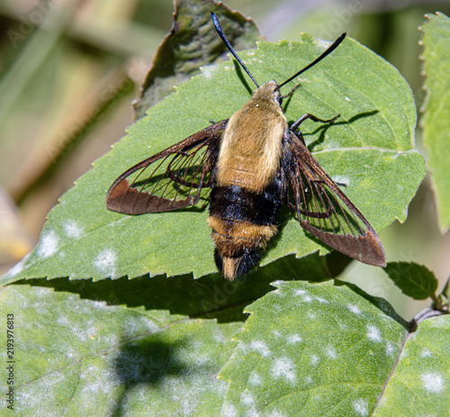 Snowberry Clearwing Moth Hemaris diffinis sitting on leaf closeup