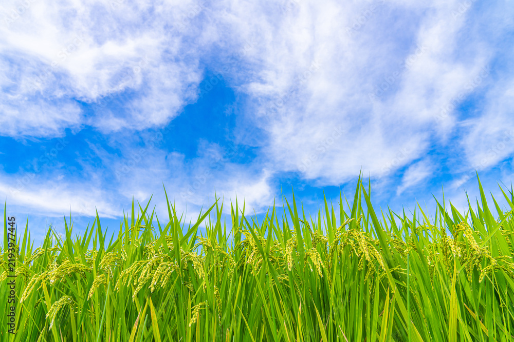 Obraz premium Ripening Rice Panicles Under a Dramatic Blue Summer Sky