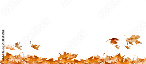 Bild auf Leinwand leaf leaves isolated autumn winter season background