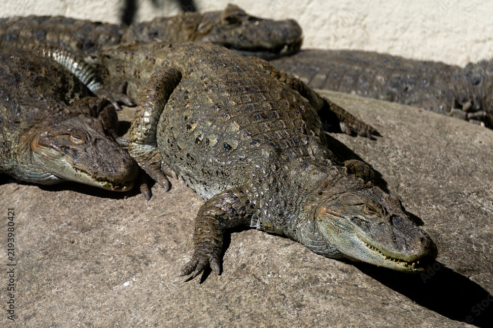 Fototapeta premium Alligator or Caiman in its natural habitat, highlighting skin texture, an intense gaze, and the reptile's striking features, embodying the strength of Brazilian wildlife.