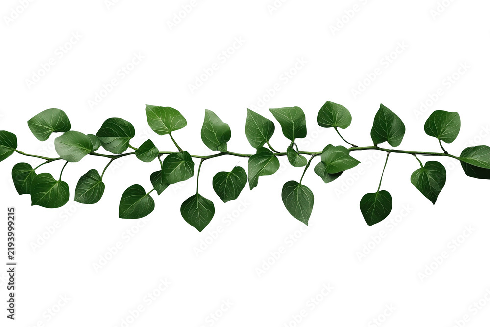 Obraz premium Long fresh green leafy vine