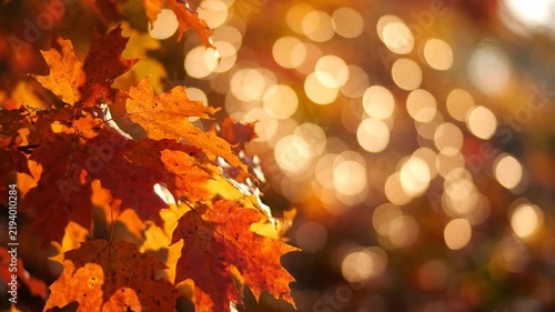 Autumn leaves background with warm bokeh light