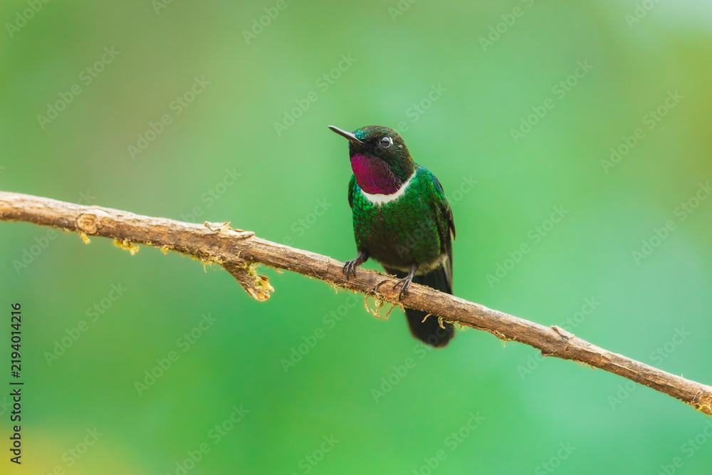 Obraz premium A male Gorgeted Sunangel hummingbird displaying its brilliant magenta-pink throat gorget, white chest band, and dark velvety plumage while perched on a lichen-covered branch in Ecuador.
