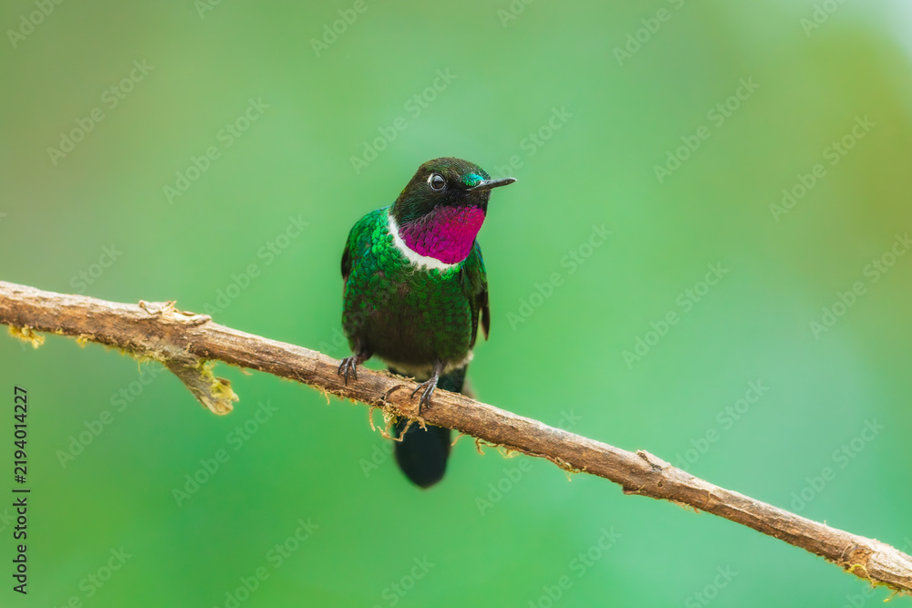 Fototapeta premium A male Gorgeted Sunangel hummingbird displaying its brilliant magenta-pink throat gorget, white chest band, and dark velvety plumage while perched on a lichen-covered branch in Ecuador.