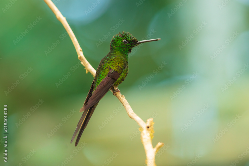 Obraz premium Green-crowned Brilliant hummingbird with shimmering green plumage and a straight bill perched on a thin wooden branch in the Ecuadorian cloud forest.