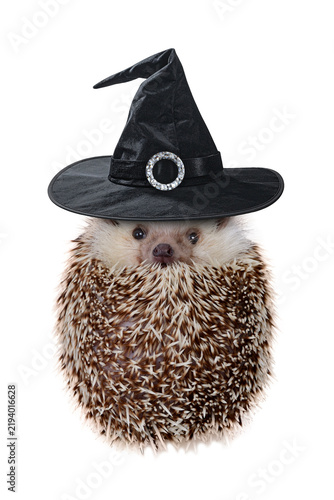 Funny hedgehog wearing black witch hat sitting like a ball.