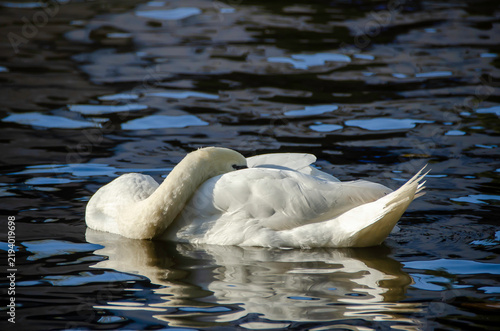 Cuadro en lienzo White swan in a natural setting, displaying elegance, light plumage, and a serene posture, highlighting the bird's beauty and the tranquility of the surrounding landscape