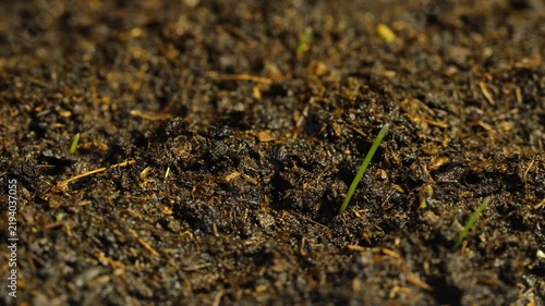 Time-lapse of a wheat plants growing fast from soil, conceptual life evolution.