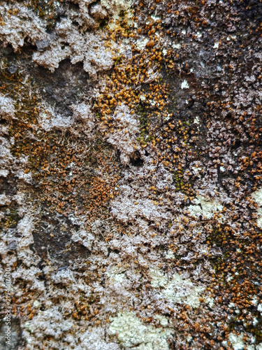Macro Close Up of Lichen Moss and Fungus Growing on Rough Rock Surface