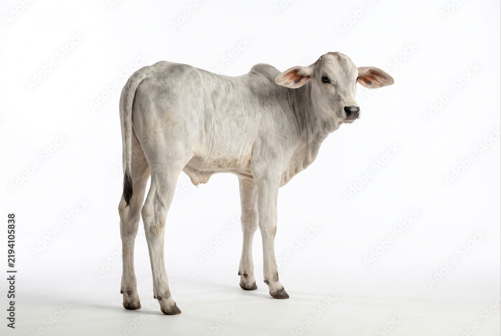 Fototapeta premium Bezerro Nelore em fundo branco de estúdio