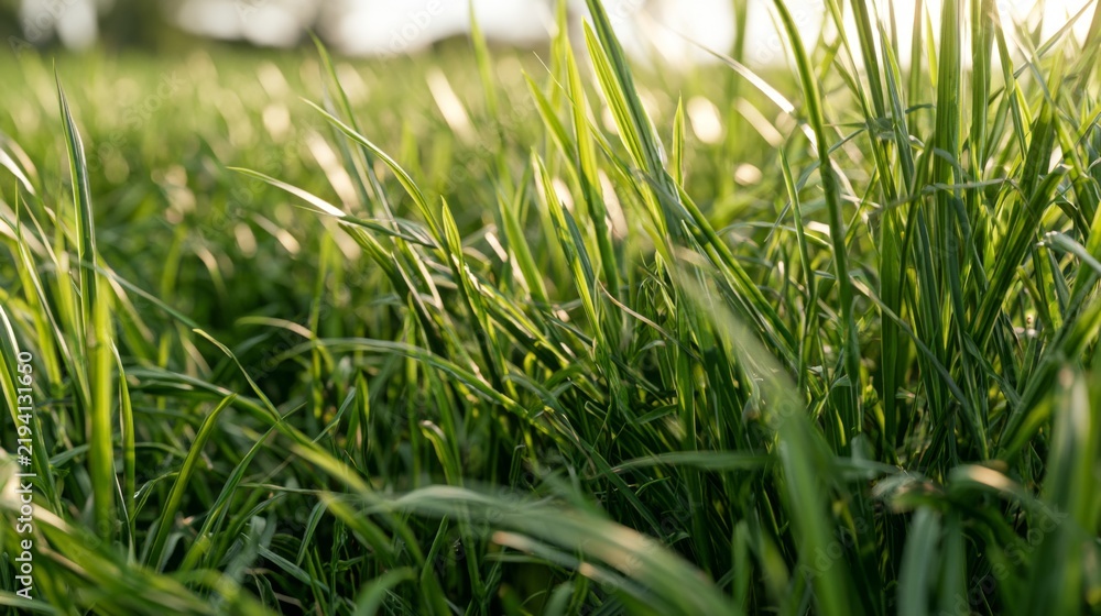 Obraz premium Lush Green Grass in Bright Sunlight Captured at Ground Level, Showcasing Nature's Beauty and Serenity in a Tranquil Outdoor Setting