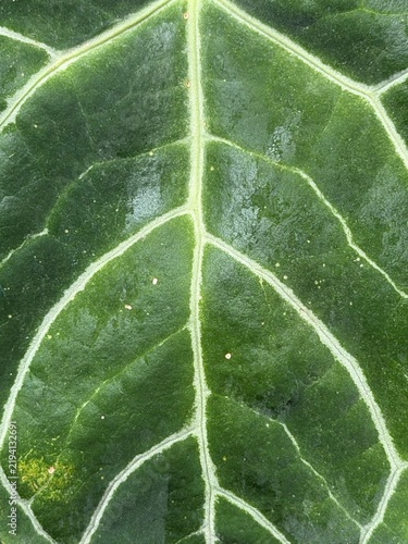Macro shot of vibrant green leaf texture with prominent white veins, botanical nature background showing detailed foliage pattern design